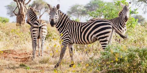 Kilimanjaro to Coast Safari & Beach Escape