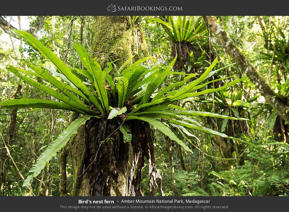 Bird's nest fern in Amber Mountain National Park, Madagascar