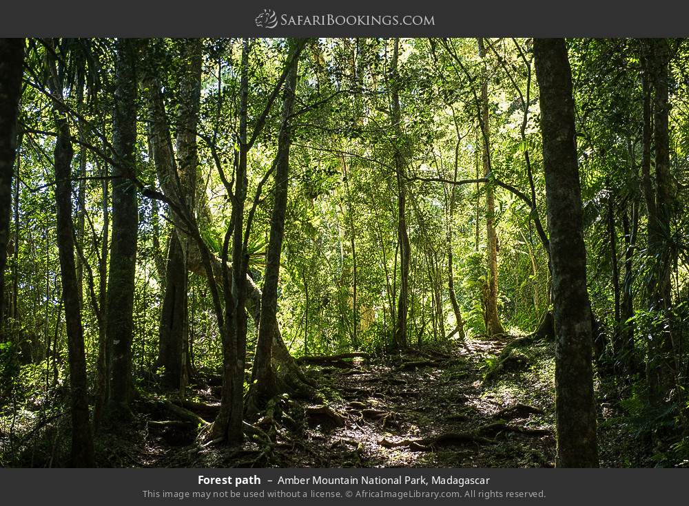 Forest path in Amber Mountain National Park, Madagascar