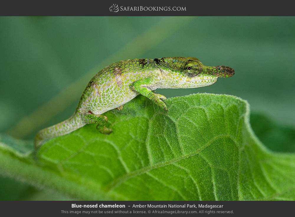 Blue-nosed chameleon in Amber Mountain National Park, Madagascar