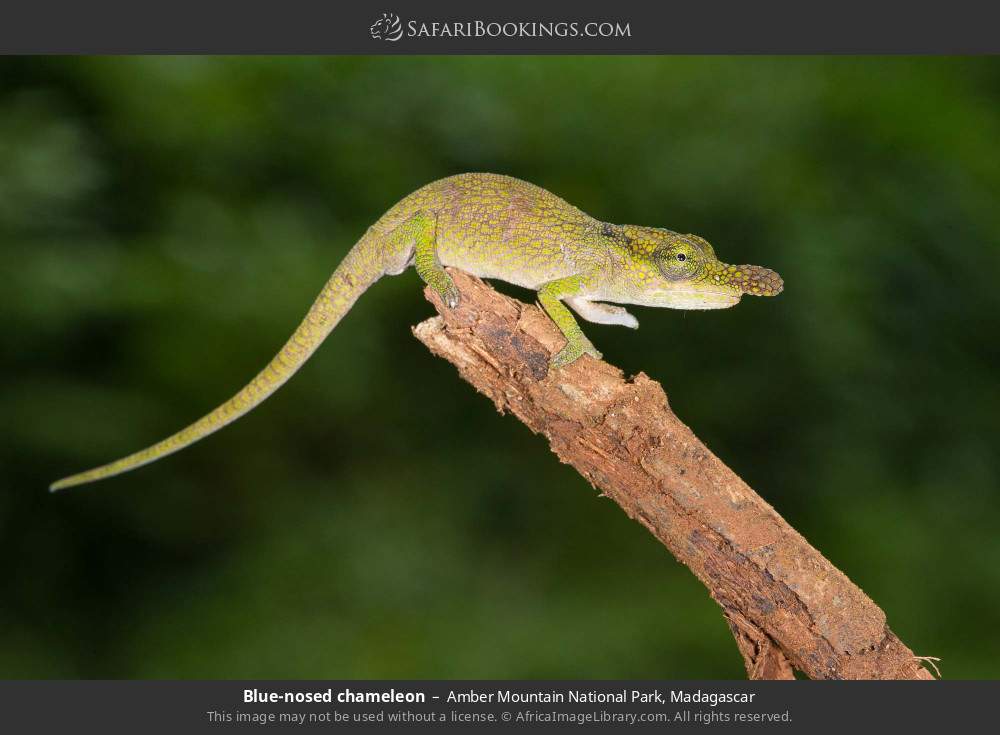 Blue-nosed chameleon in Amber Mountain National Park, Madagascar