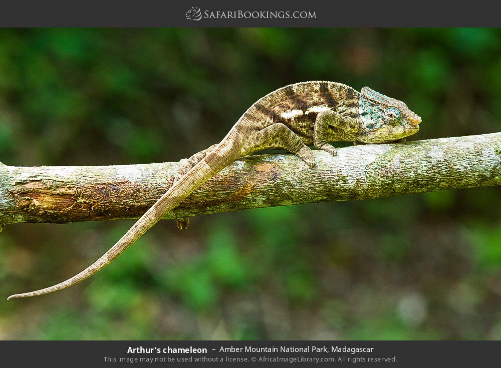 Arthur's chameleon in Amber Mountain National Park, Madagascar