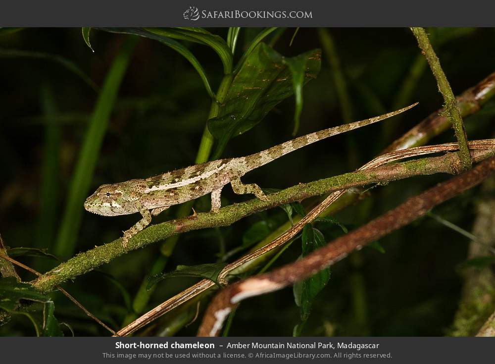 Short-horned chameleon in Amber Mountain National Park, Madagascar