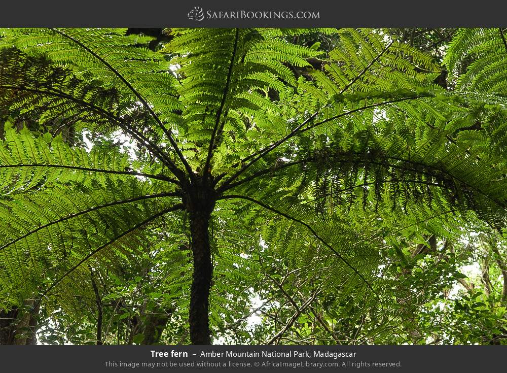 Tree fern in Amber Mountain National Park, Madagascar
