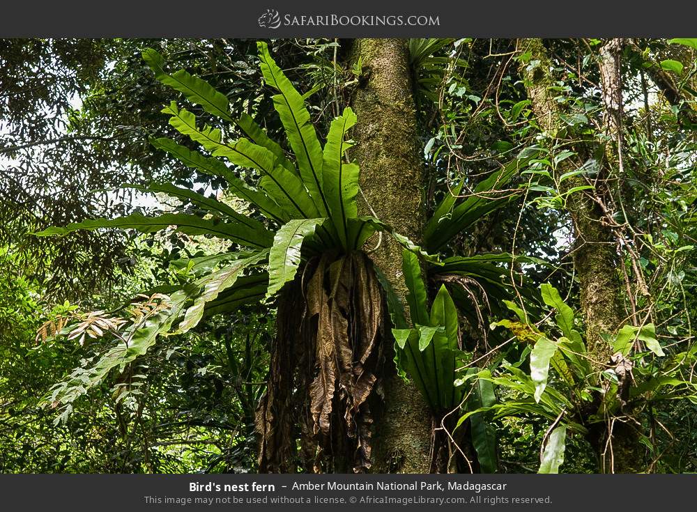 Bird's nest fern in Amber Mountain National Park, Madagascar