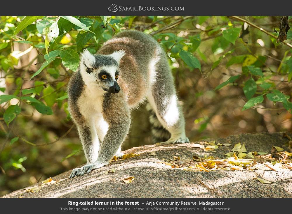Ring-tailed lemur in the forest in Anja Community Reserve, Madagascar