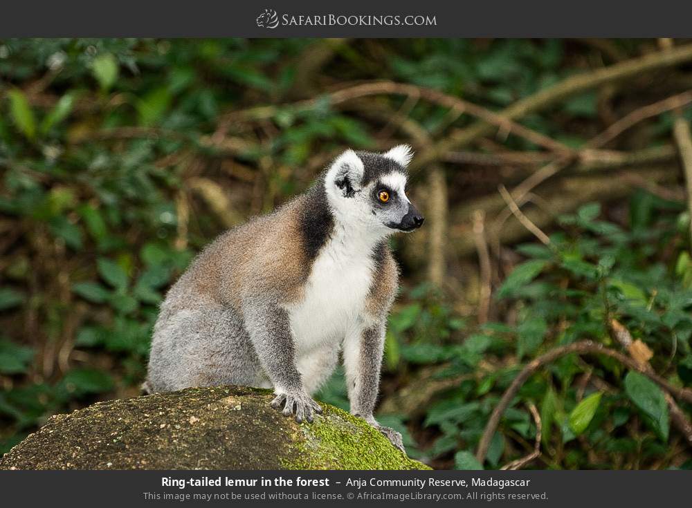 Ring-tailed lemur in the forest in Anja Community Reserve, Madagascar