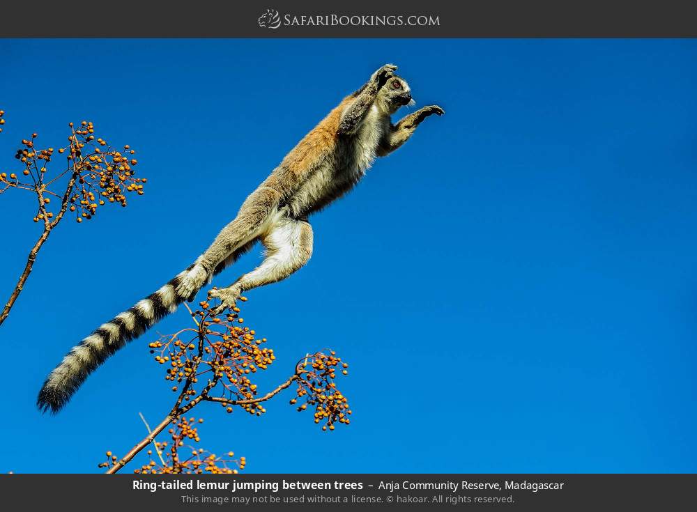 Ring-tailed lemur jumping between trees in Anja Community Reserve, Madagascar