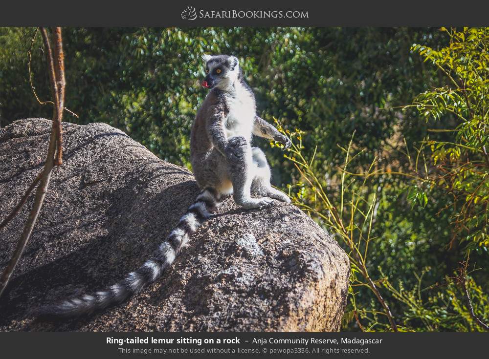 Ring-tailed lemur sitting on a rock in Anja Community Reserve, Madagascar