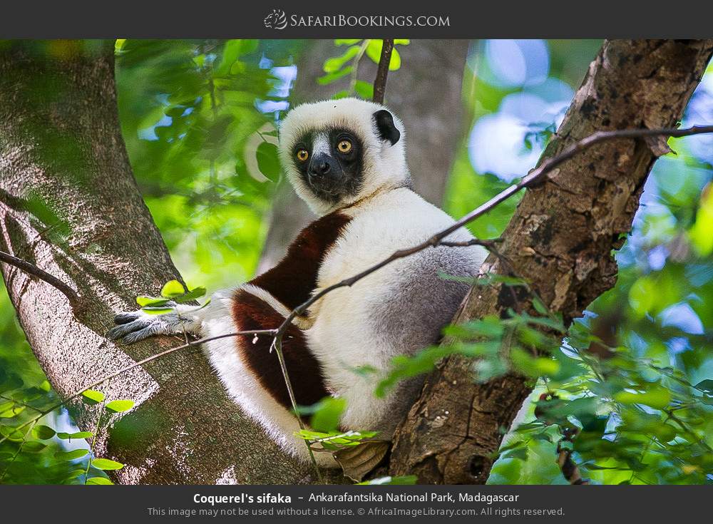 Coquerel's sifaka in Ankarafantsika National Park, Madagascar