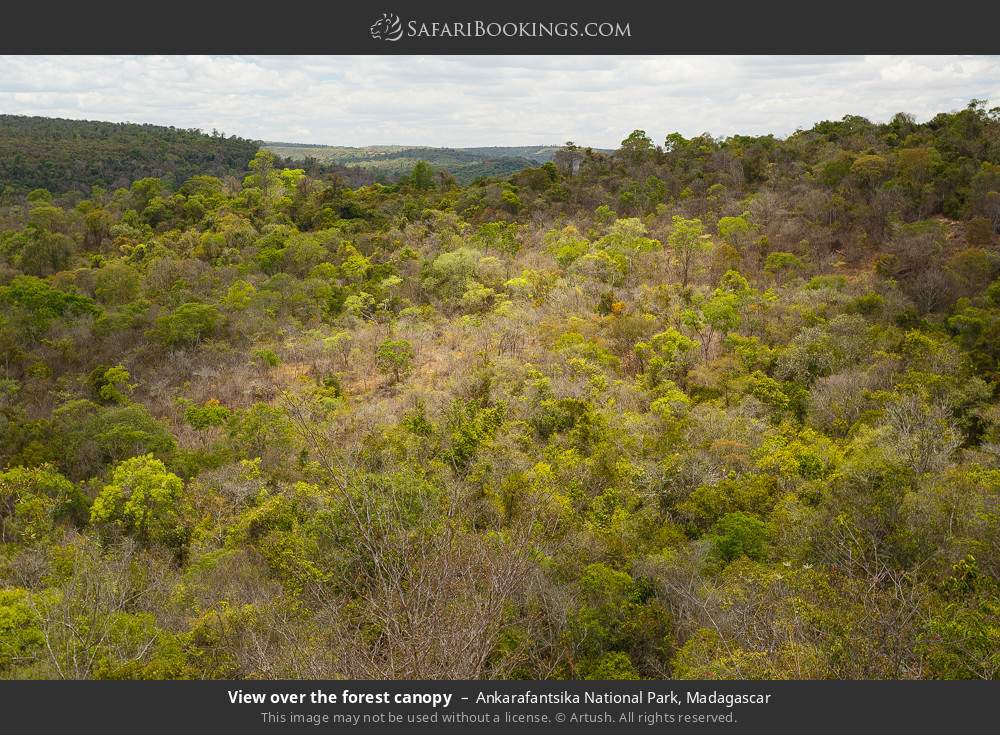 View over the forest canopy in Ankarafantsika National Park, Madagascar