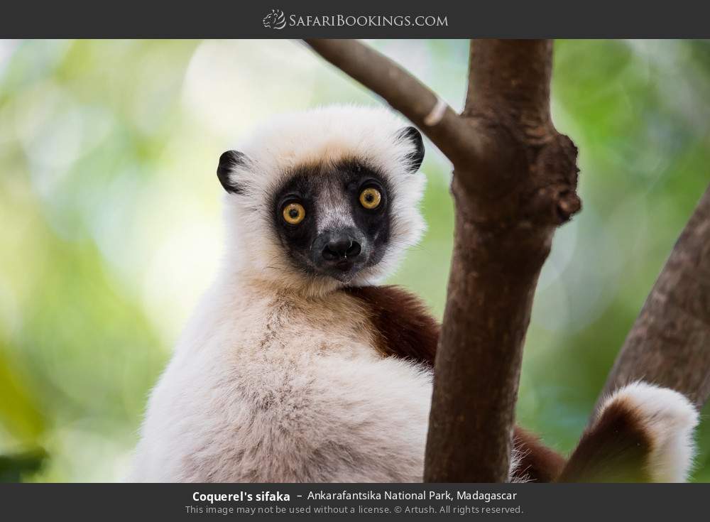 Coquerel's sifaka in Ankarafantsika National Park, Madagascar