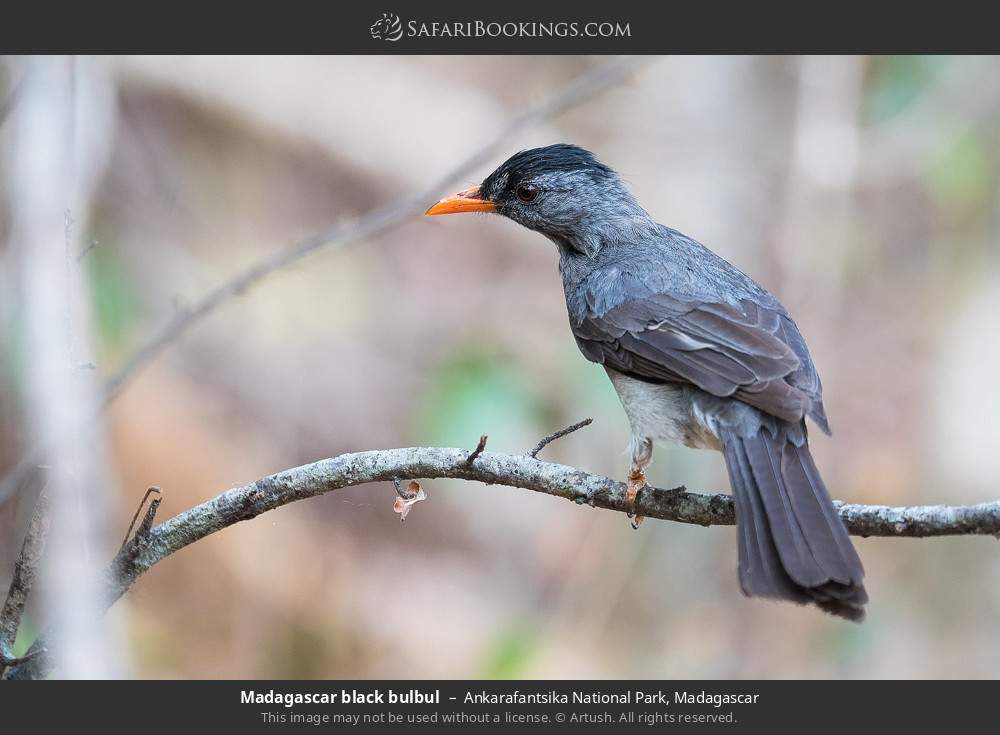 Madagascar black bulbul in Ankarafantsika National Park, Madagascar