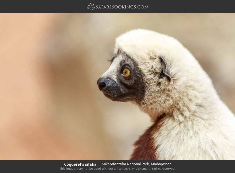 Coquerel's sifaka in Ankarafantsika National Park, Madagascar