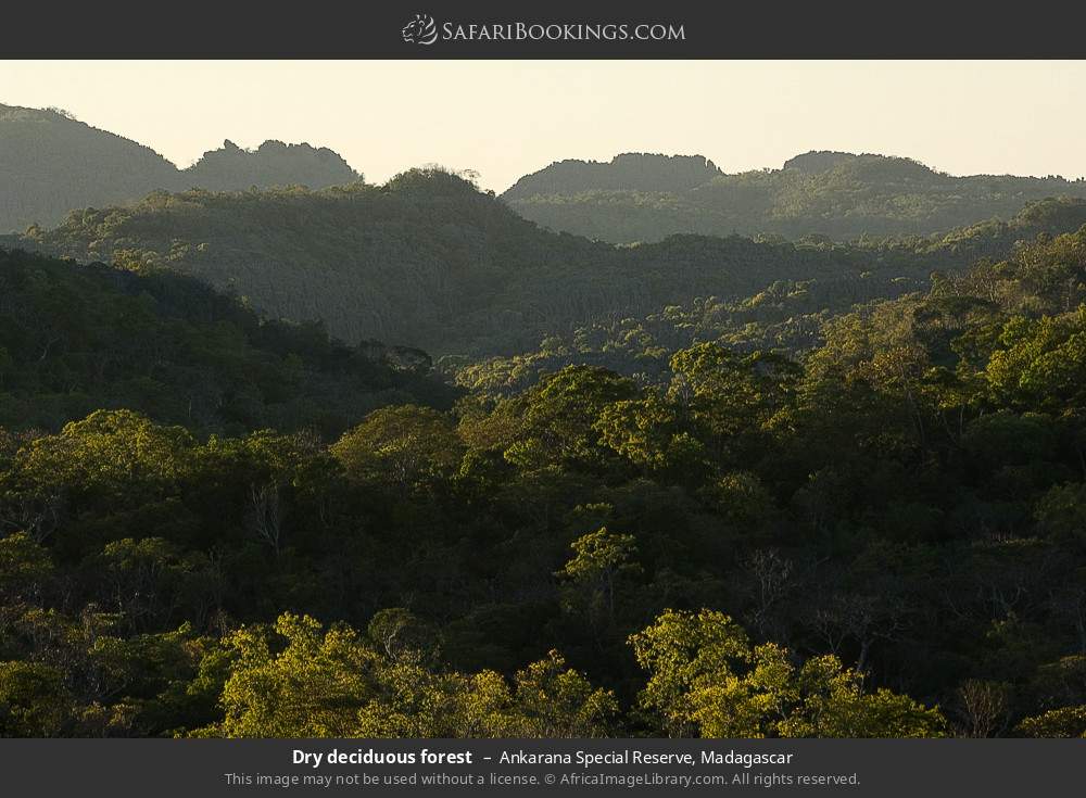 Dry deciduous forest in Ankarana Special Reserve, Madagascar