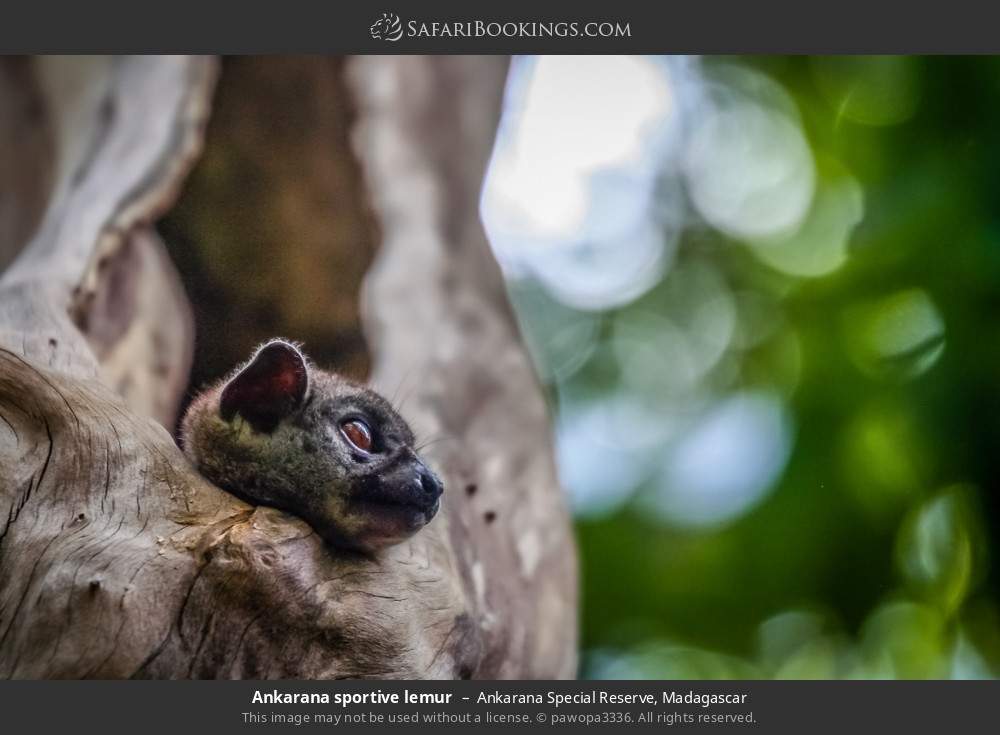 Ankarana sportive lemur in Ankarana Special Reserve, Madagascar