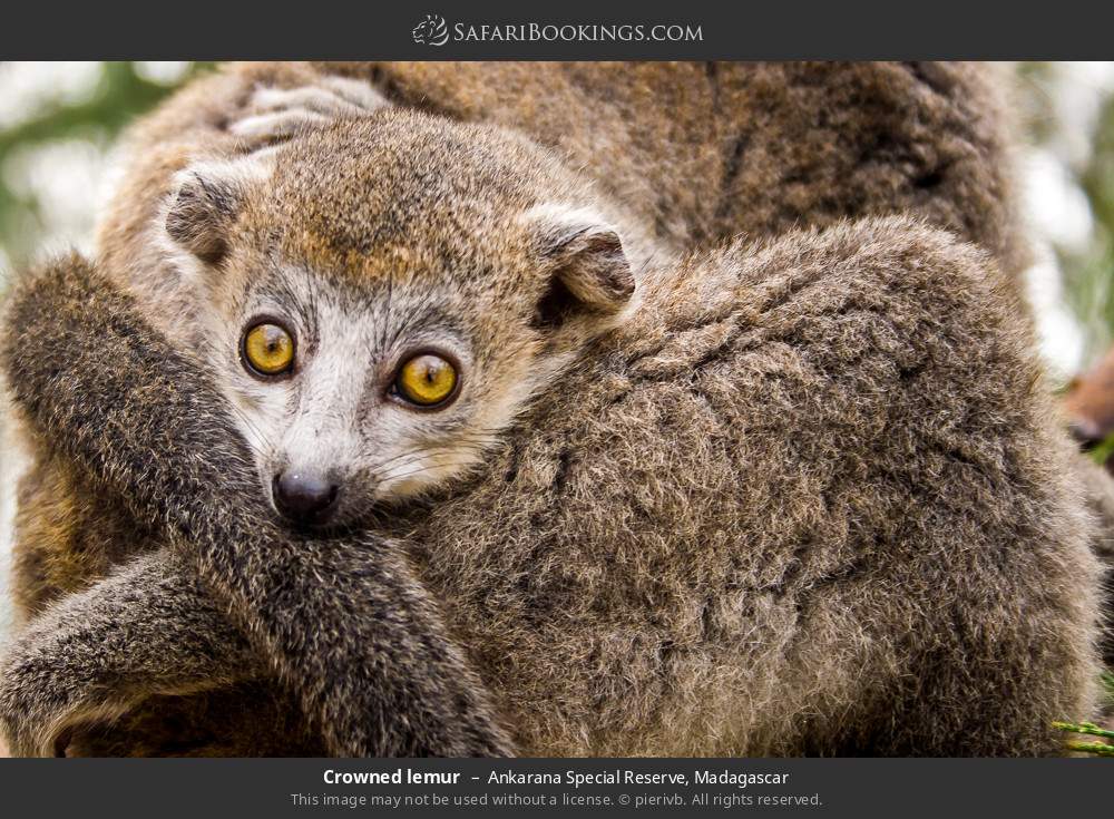 Crowned lemurs in Ankarana Special Reserve, Madagascar