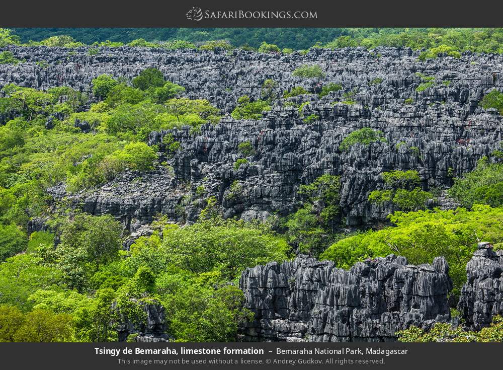 Tsingy de Bemaraha, limestone formation in Bemaraha NP in Bemaraha National Park, Madagascar
