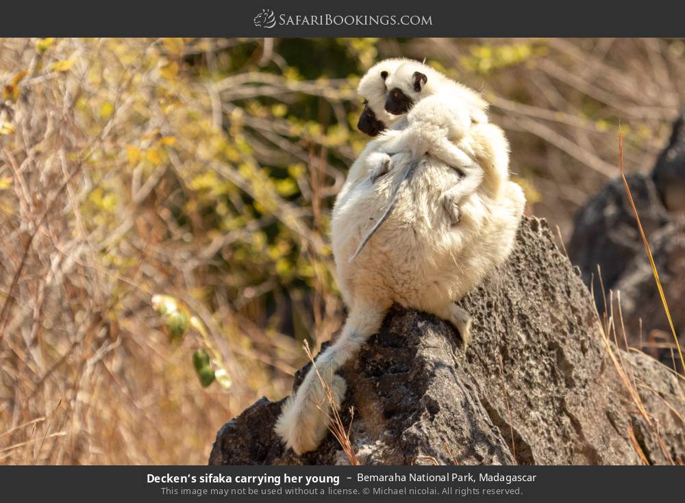 Decken’s sifaka carrying her young in Bemaraha National Park, Madagascar