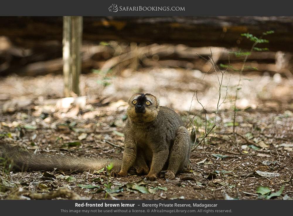Red-fronted brown lemur in Berenty Private Reserve, Madagascar
