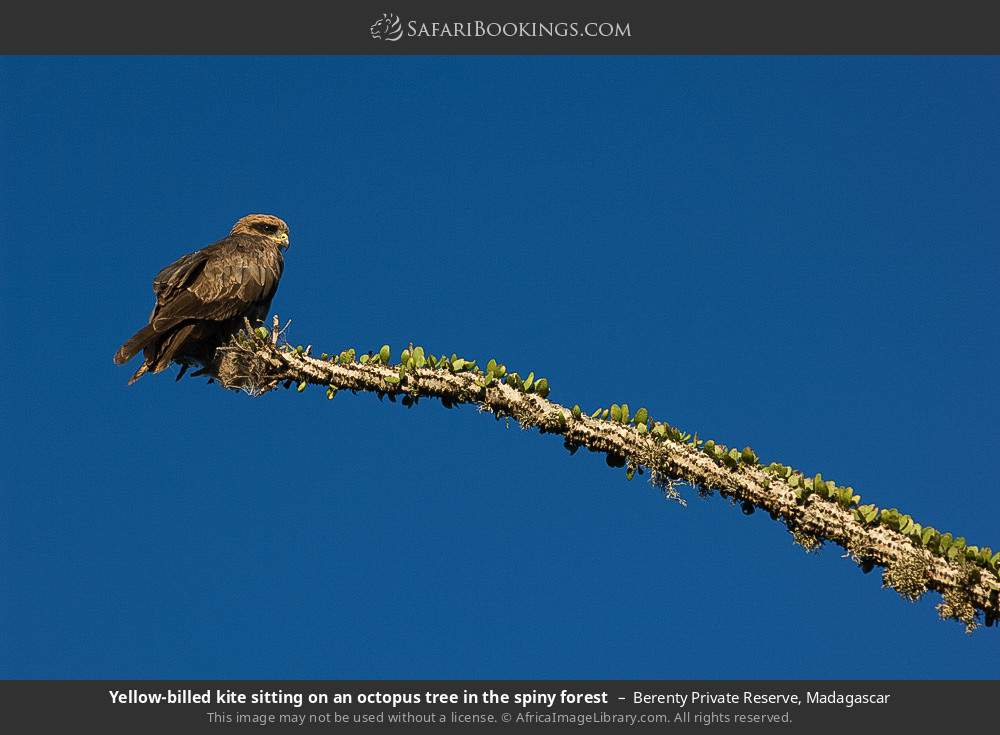 Yellow-billed kite sitting on an octopus tree in the spiny forestBlack kite sitting on an octopus tree in the spiny forest in Berenty Private Reserve, Madagascar