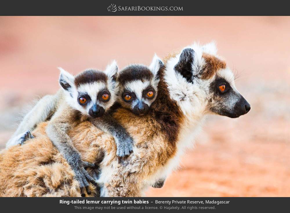 Ring-tailed lemur carrying twin babies in Berenty Private Reserve, Madagascar