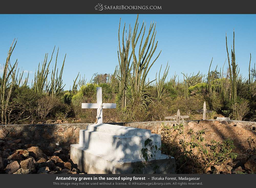 Antandroy graves in the sacred spiny forest in Ifotaka Forest, Madagascar