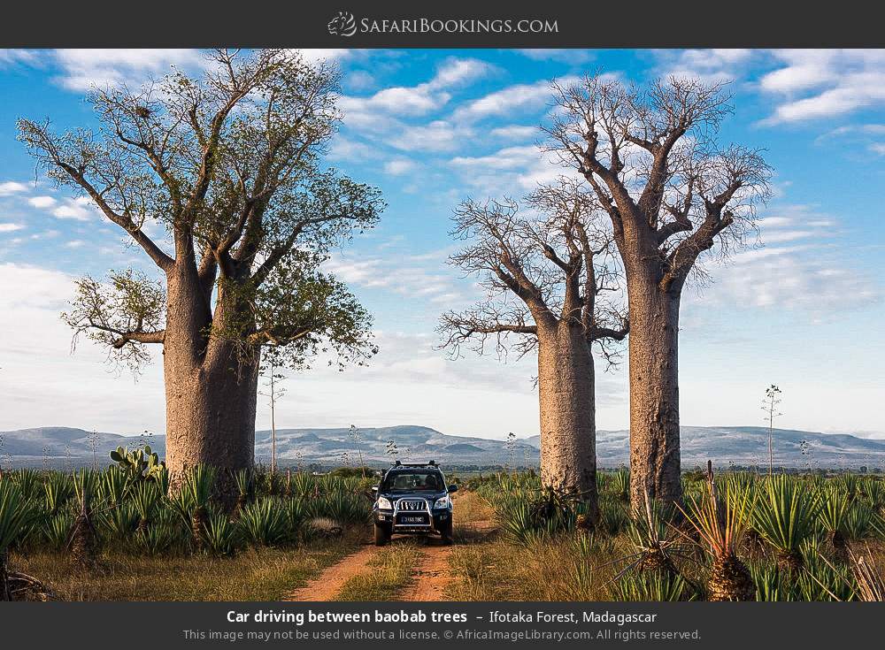 Car driving between baobab trees, Ifotaka Forest in Ifotaka Forest, Madagascar