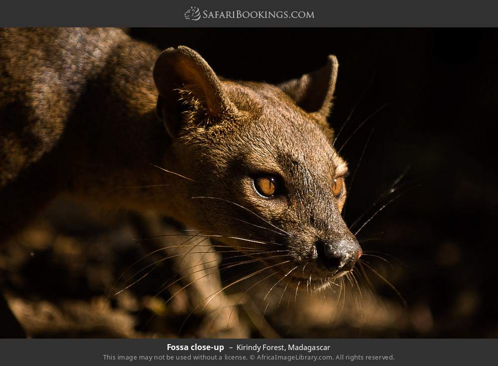 Fossa close-up in Kirindy Forest, Madagascar