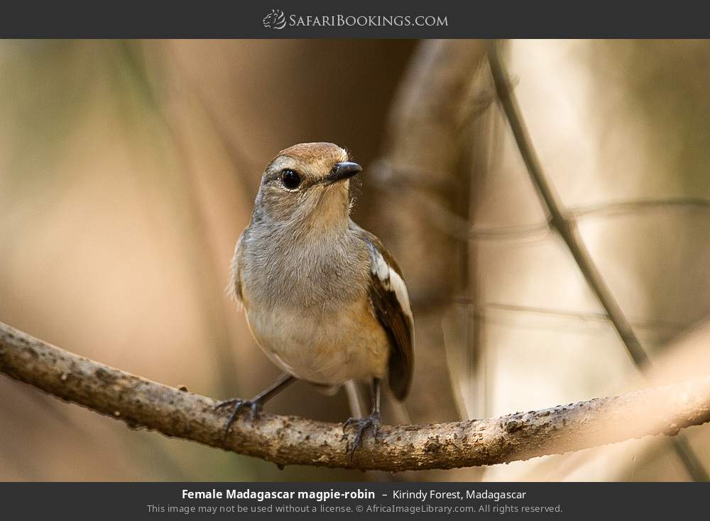 Female Madagascar magpie-robin in Kirindy Forest, Madagascar