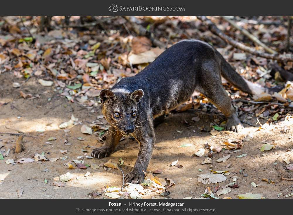 Fossa in Kirindy Forest, Madagascar