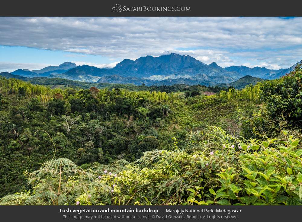Lush vegetation and mountain backdrop, Marojejy NP in Marojejy National Park, Madagascar
