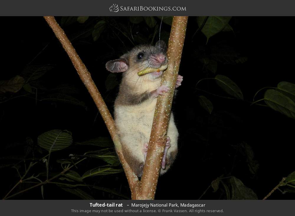 Tuft-tailed rat in Marojejy National Park, Madagascar
