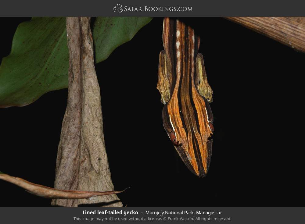 Lined leaf-tailed gecko in Marojejy National Park, Madagascar
