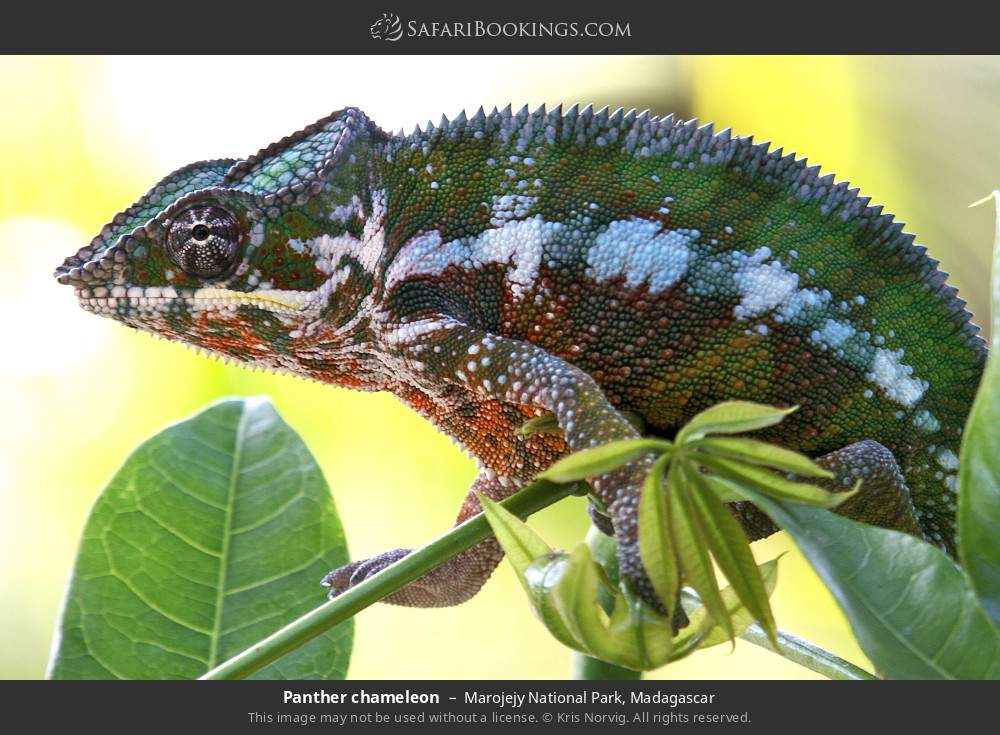 Panther chameleon in Marojejy National Park, Madagascar