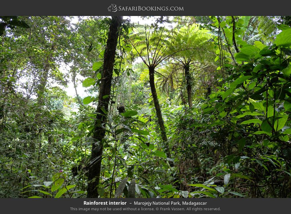 Rainforest interior, Marojejy NP in Marojejy National Park, Madagascar