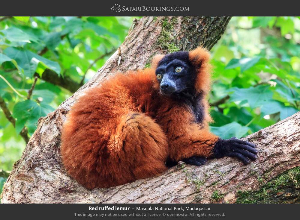 Red ruffed lemur in Masoala National Park, Madagascar