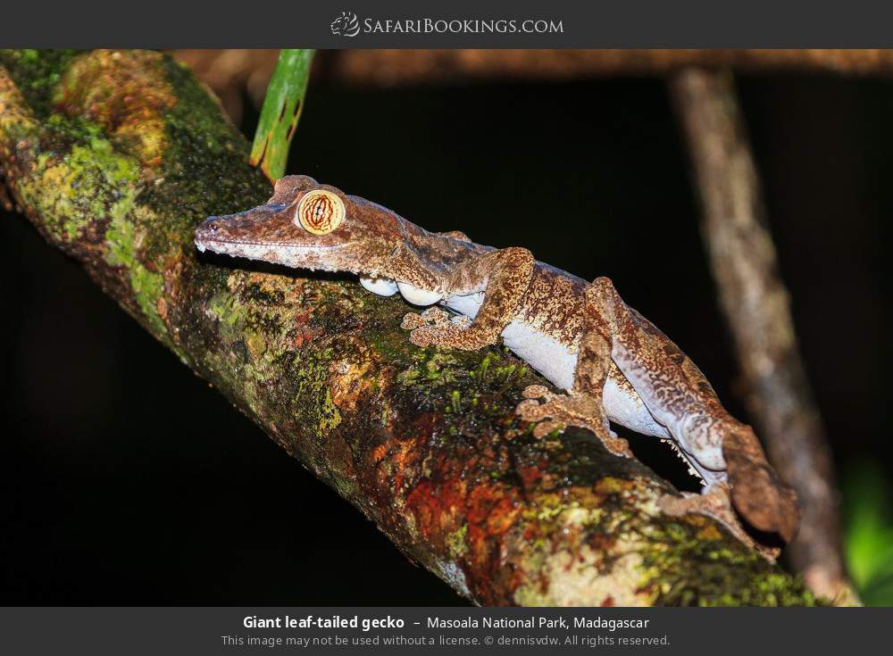 Giant leaf-tailed gecko in Masoala National Park, Madagascar