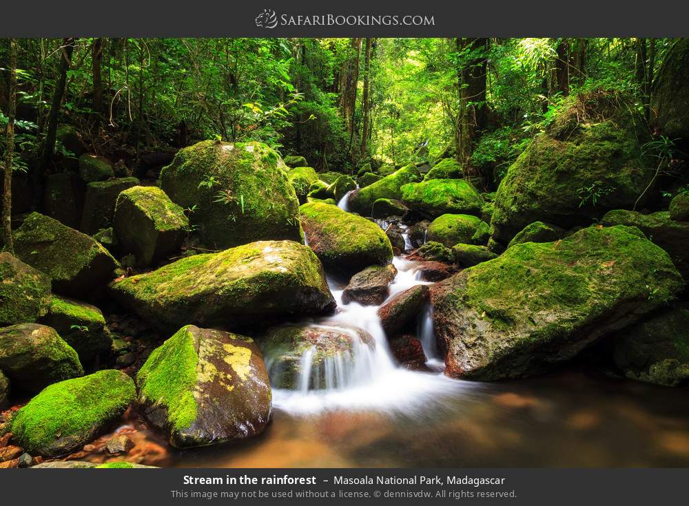 Stream in the rainforest, Masoala NP in Masoala National Park, Madagascar