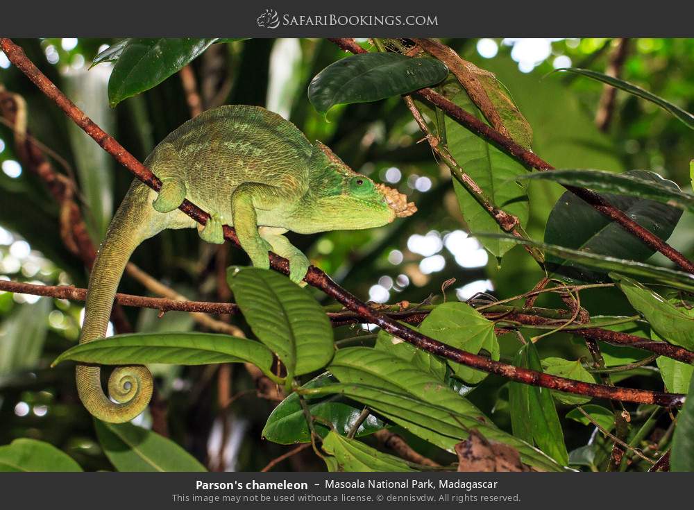 Parson's chameleon in Masoala National Park, Madagascar