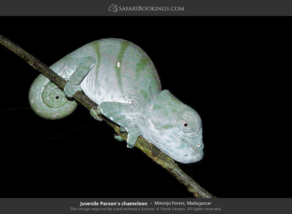 Juvenile Parson's chameleon in Mitsinjo Forest, Madagascar
