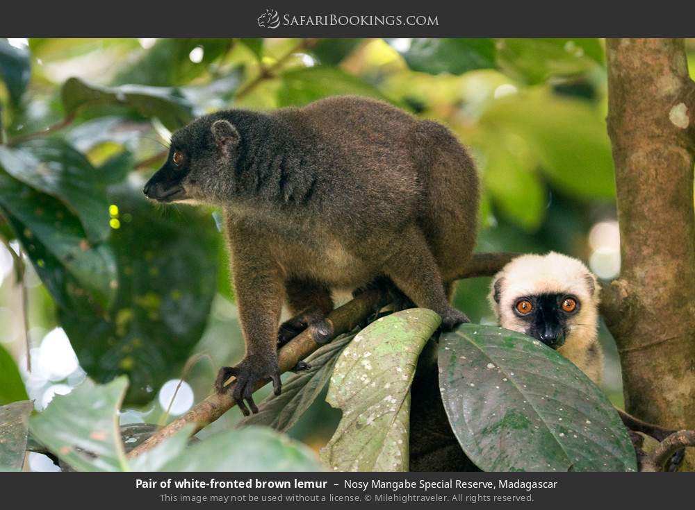 White-fronted brown lemurs in Nosy Mangabe Special Reserve, Madagascar