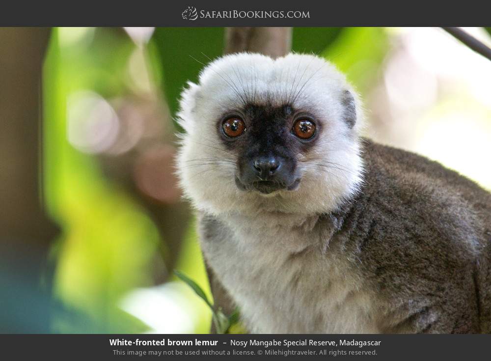 White-fronted brown lemur in Nosy Mangabe Special Reserve, Madagascar