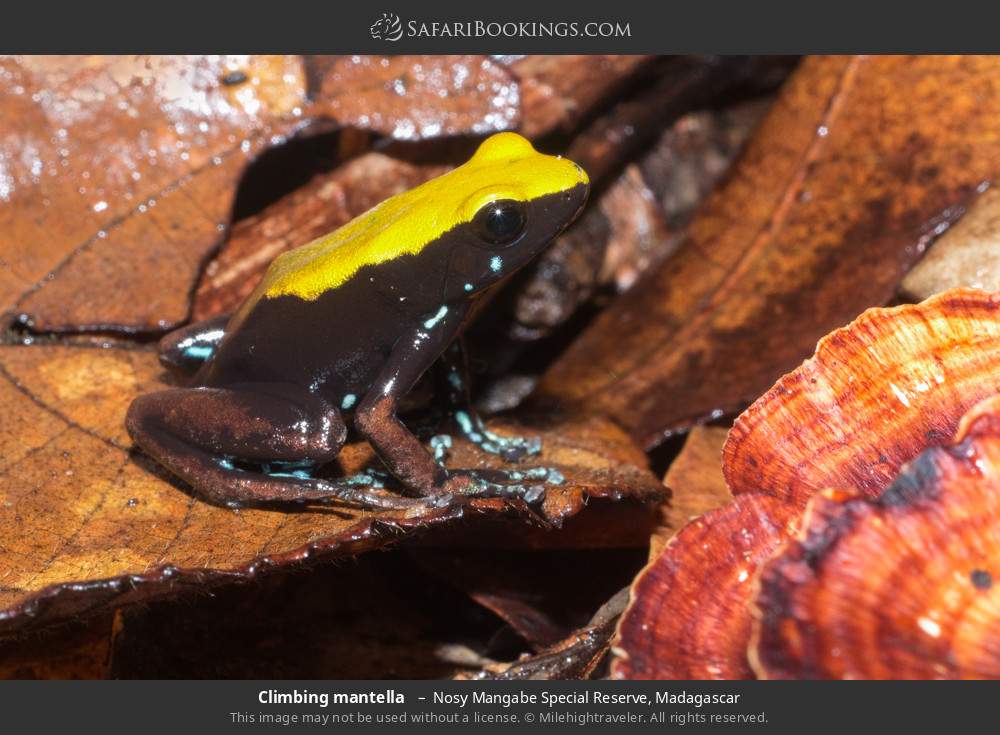 Climbing mantella  in Nosy Mangabe Special Reserve, Madagascar