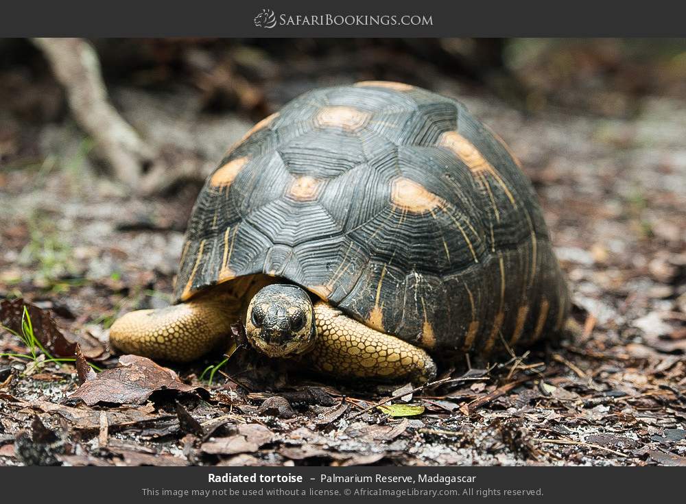 Radiated tortoise in Palmarium Reserve, Madagascar