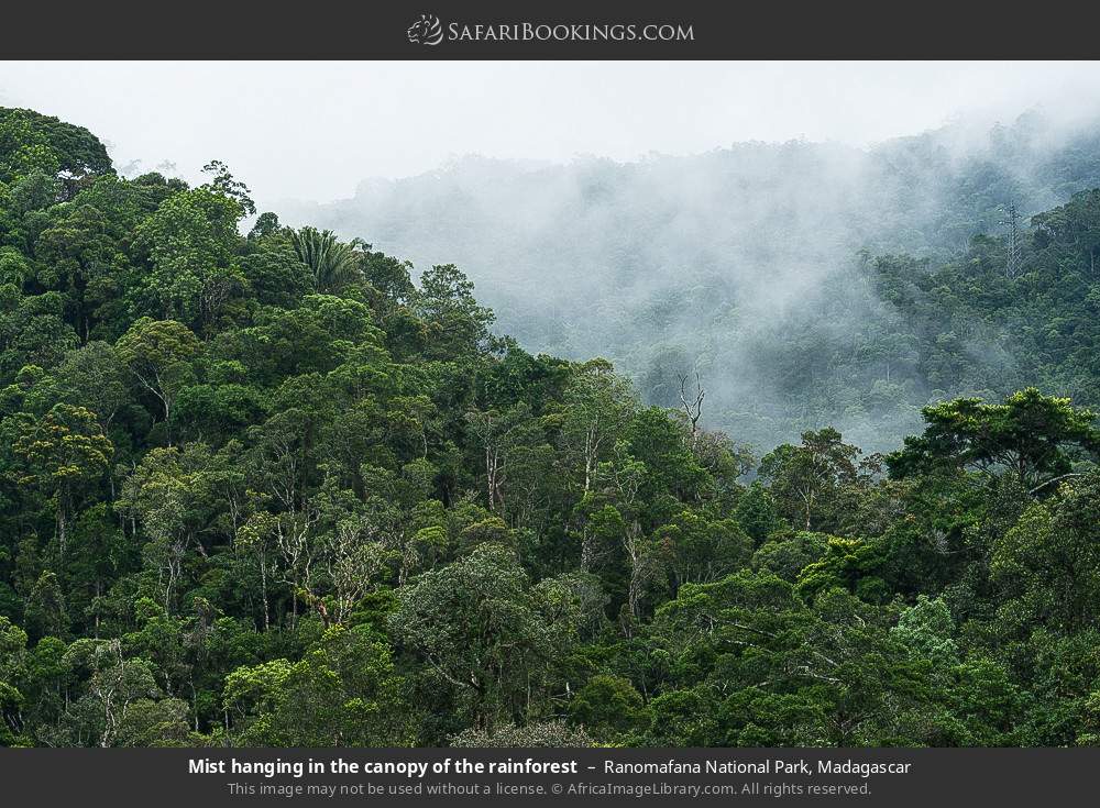 Mist hanging in the canopy of the rainforest, Ranomafana NP in Ranomafana National Park, Madagascar