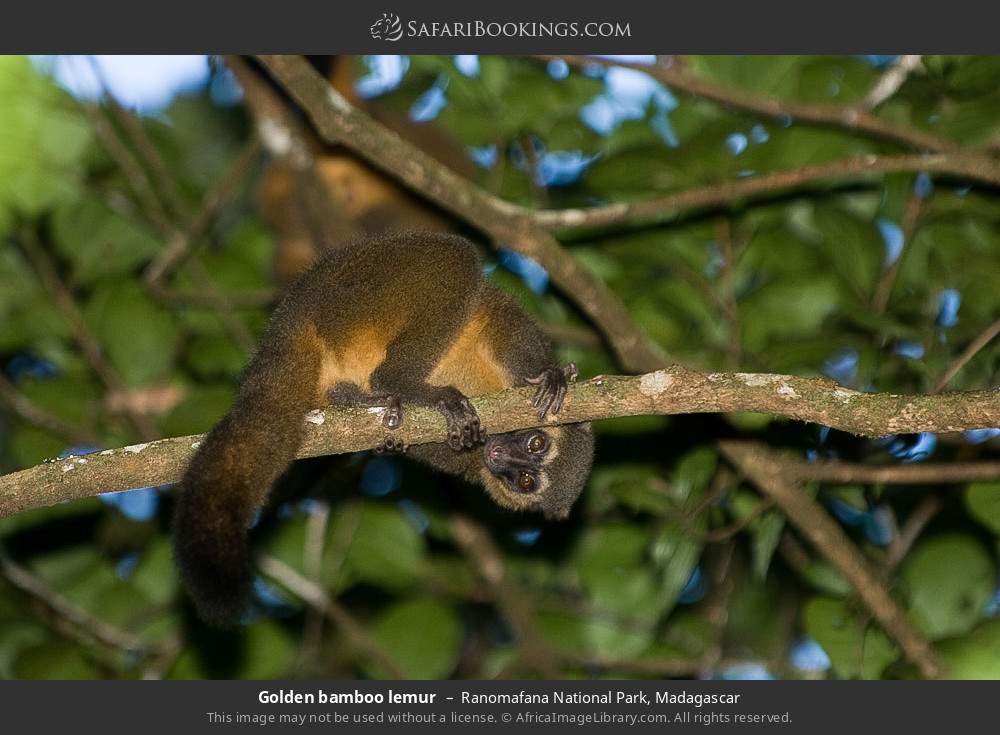 Golden bamboo lemur in Ranomafana National Park, Madagascar