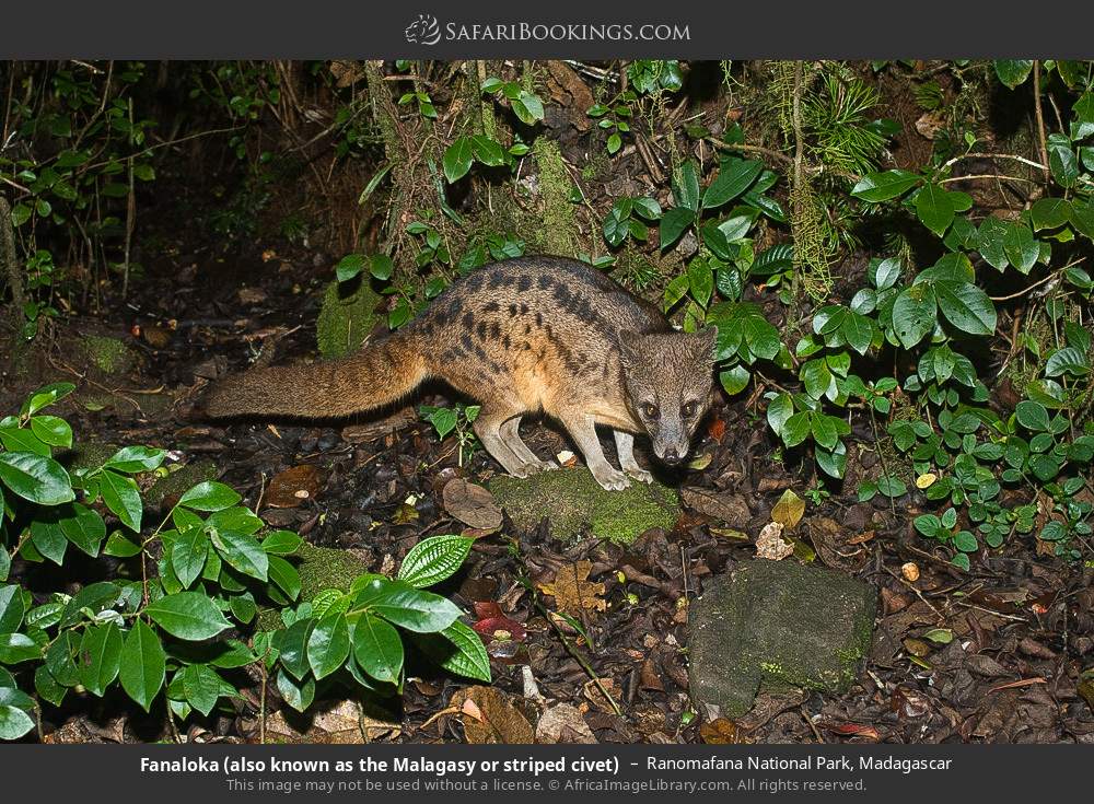 Fanaloka (also known as the Malagasy or striped civet) in Ranomafana National Park, Madagascar