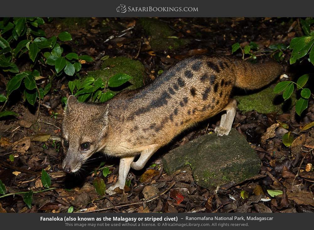 Fanaloka (also known as the Malagasy or striped civet) in Ranomafana National Park, Madagascar
