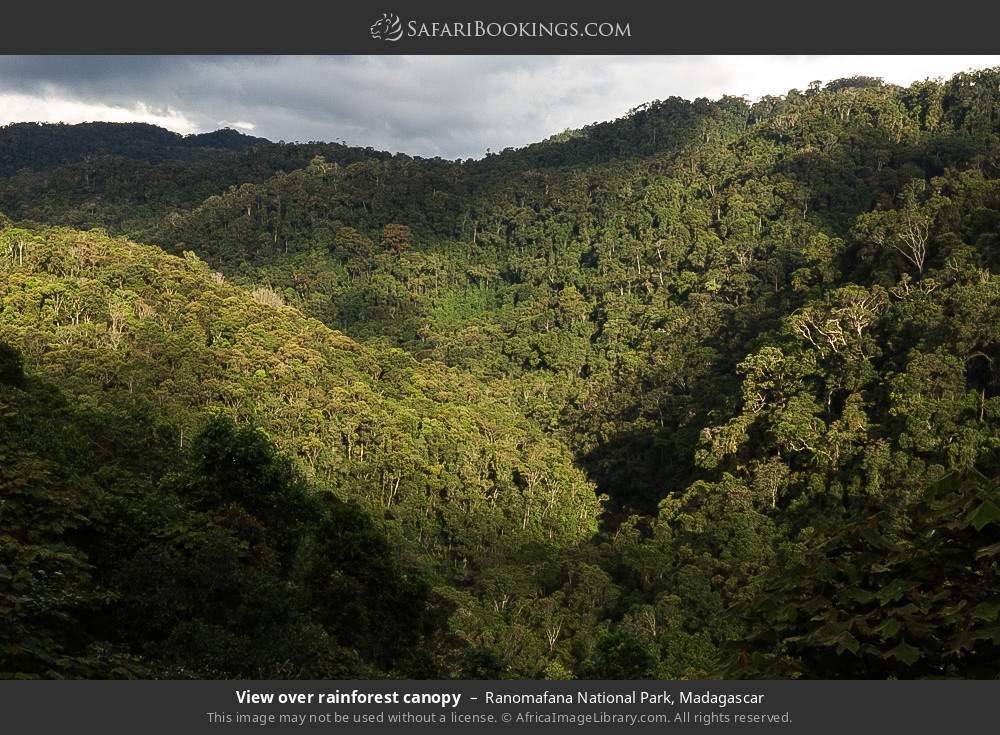 View over rainforest canopy in Ranomafana National Park, Madagascar